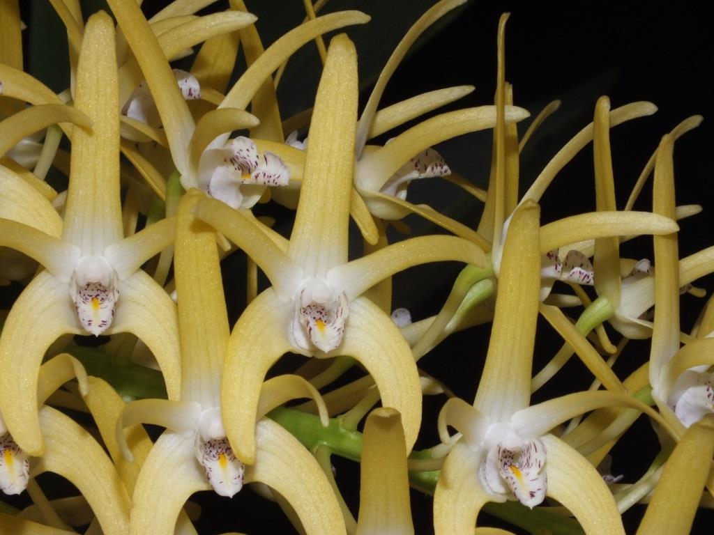 Dendrobium speciosum var. boreale - AM/AOC