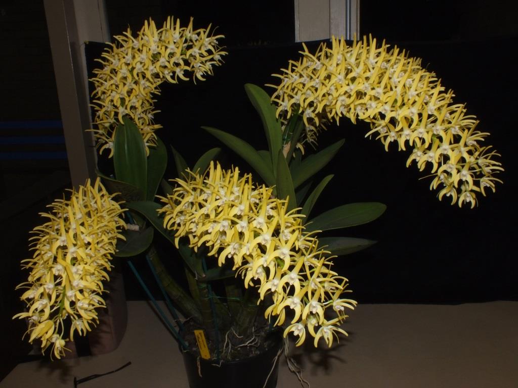 Dendrobium speciosum var. boreale - photo 2