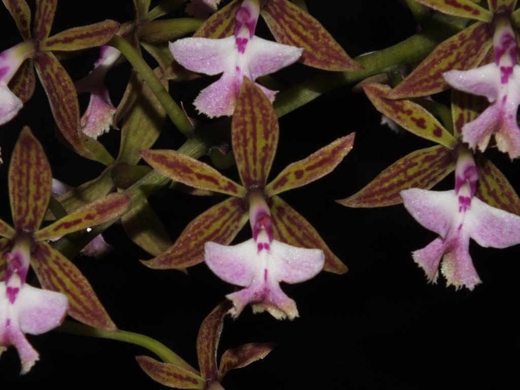 Epidendrum stamfordianum - AM/AOC