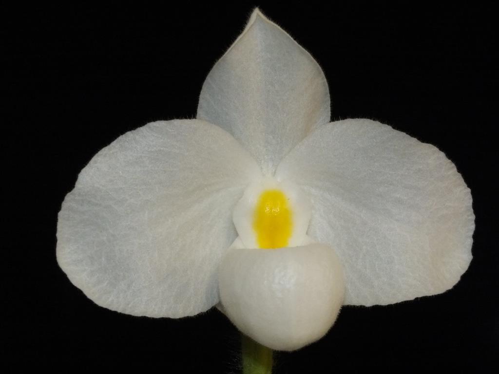 Paphiopedilum delenatii - AM/AOC