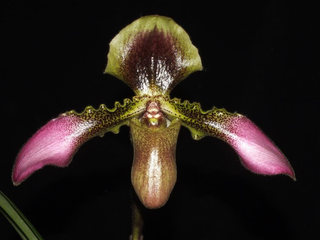 Paphiopedilum hirsutissimum - AM/AOC