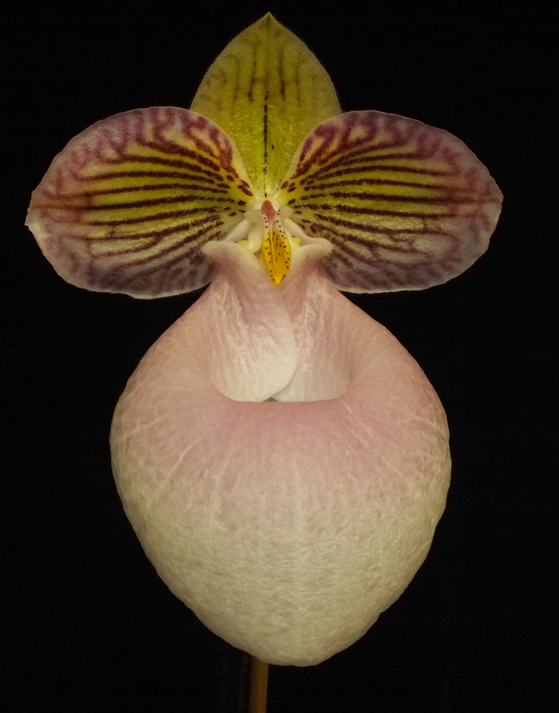 Paphiopedilum micranthum - AM/AOC