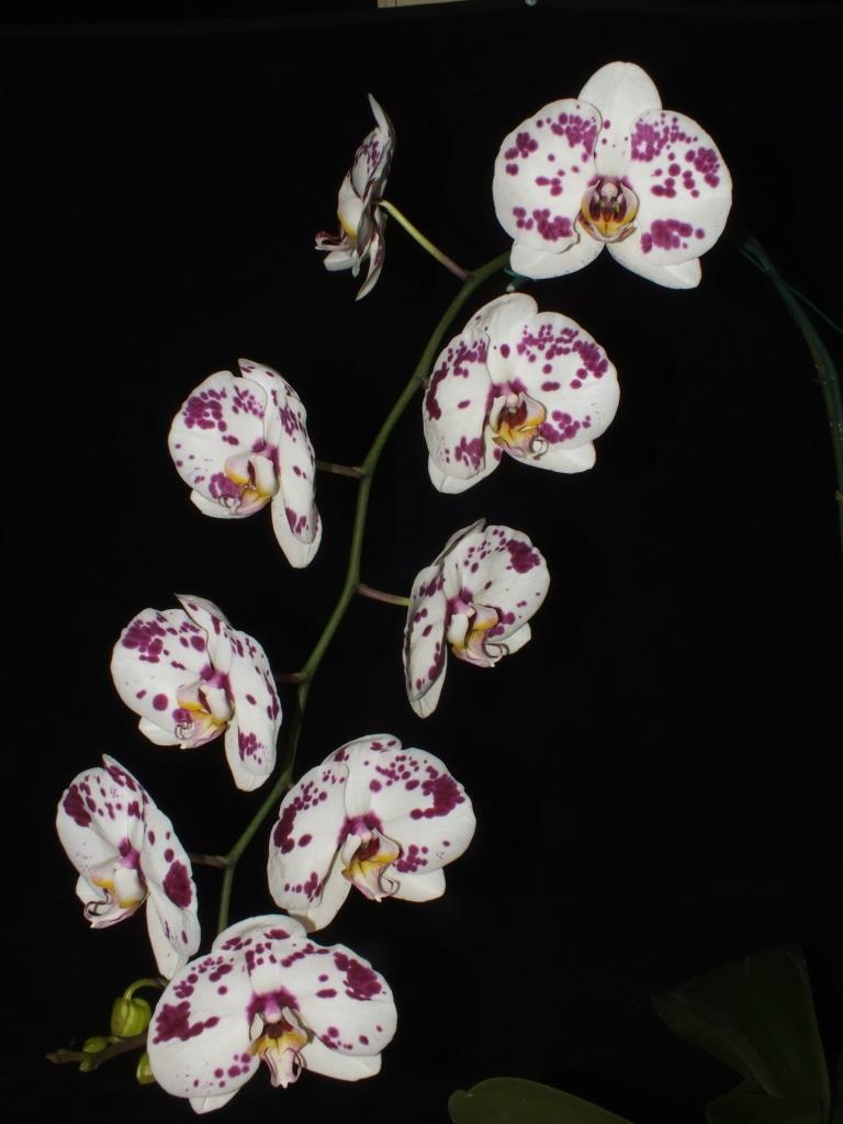 Phalaenopsis Arcnus Pearl - photo 2