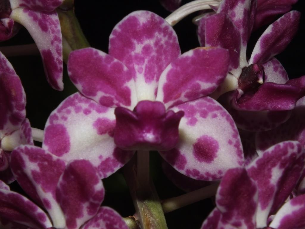 Rhynchostylis gigantea