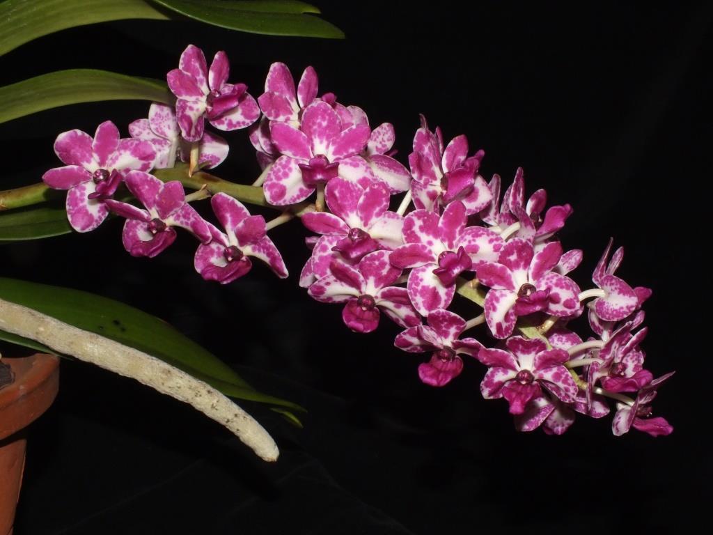 Rhynchostylis gigantea - photo 2
