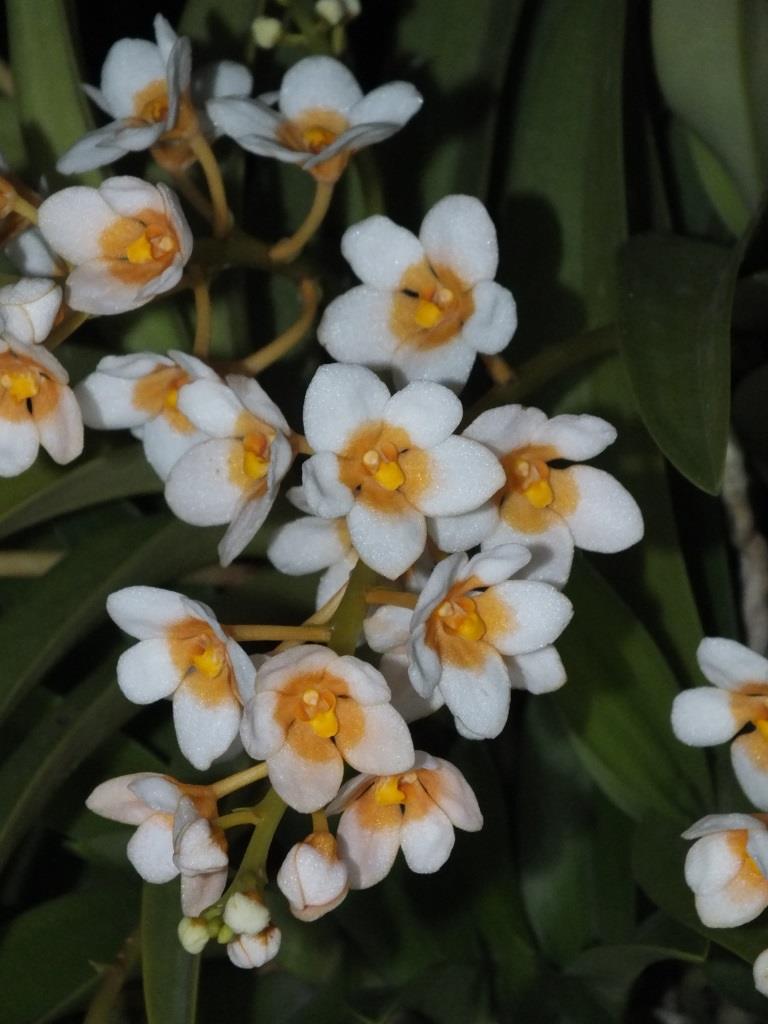 Sarcochilus Madge
