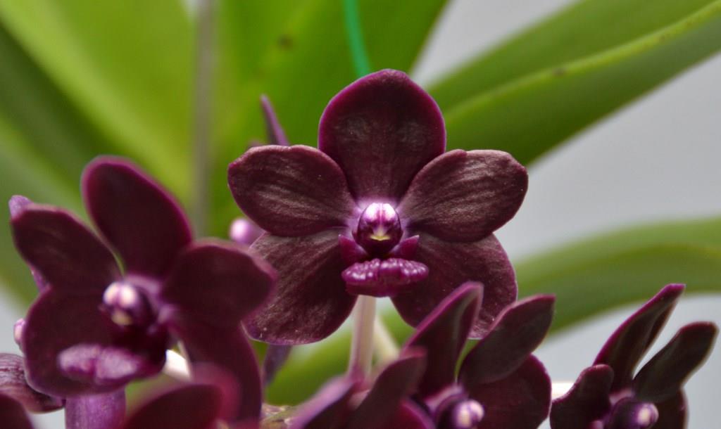 Vanda Colmarie - HCC/AOC