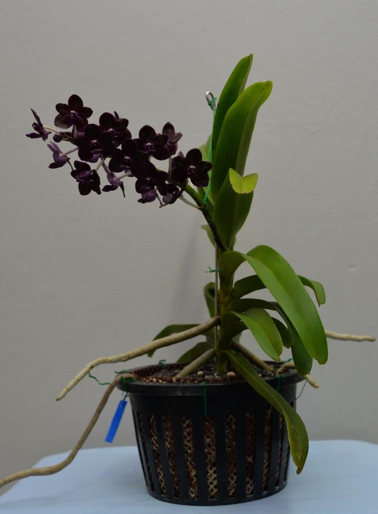 Vanda Colmarie - photo 2