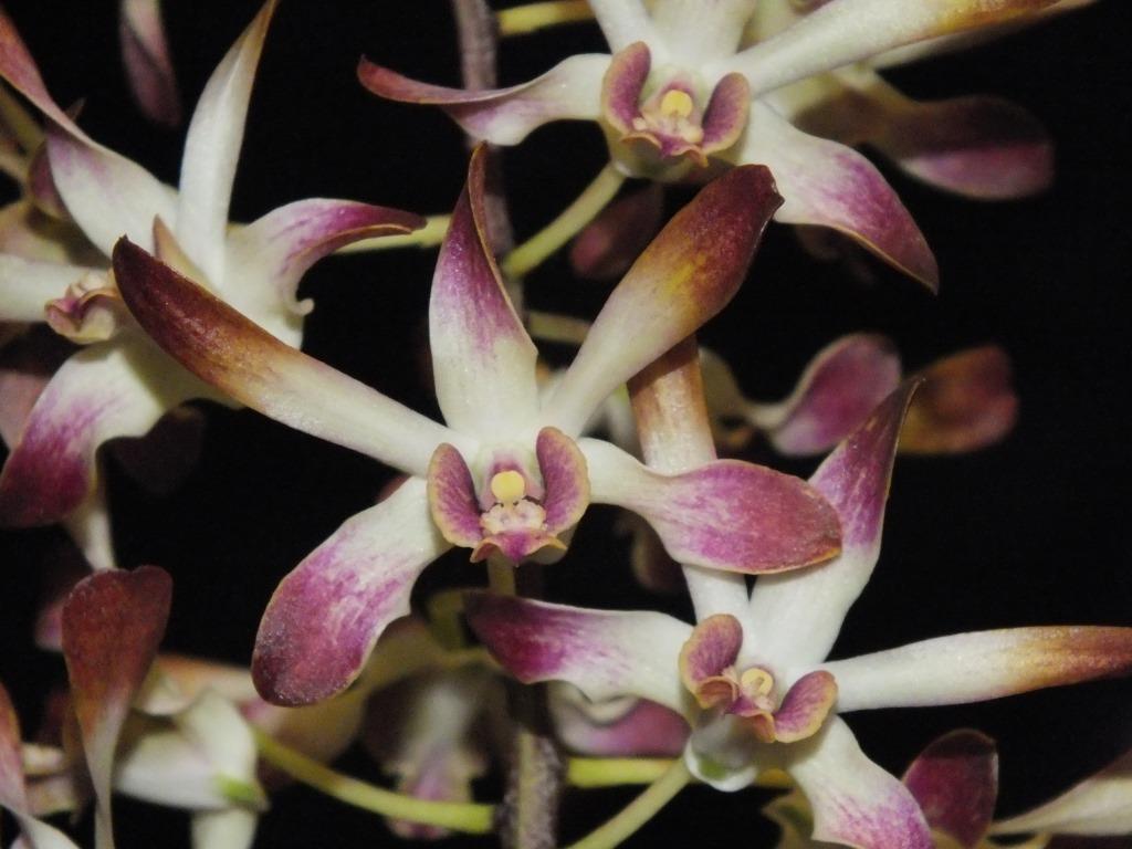 Den Memoria Myra Chalmers 'Roy's Surprise