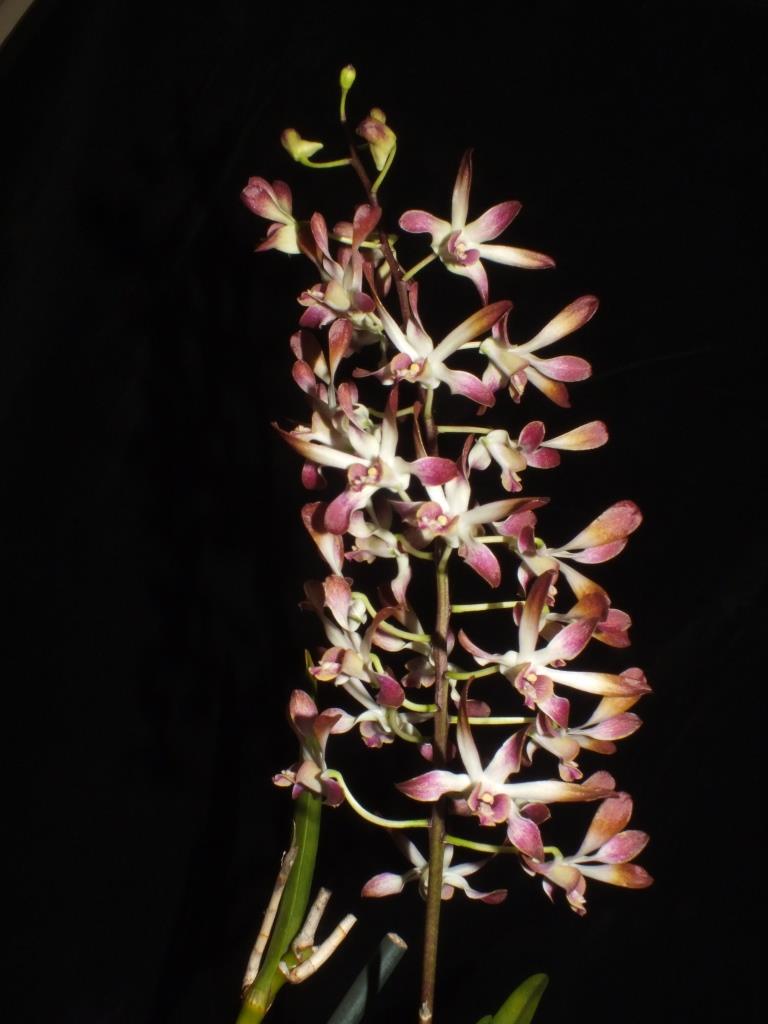 Dendrobium Memoria Myra Chalmers 'Roy's Surprise' - photo 2