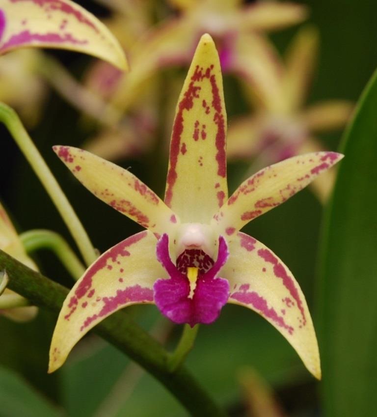 Den Australian Artist