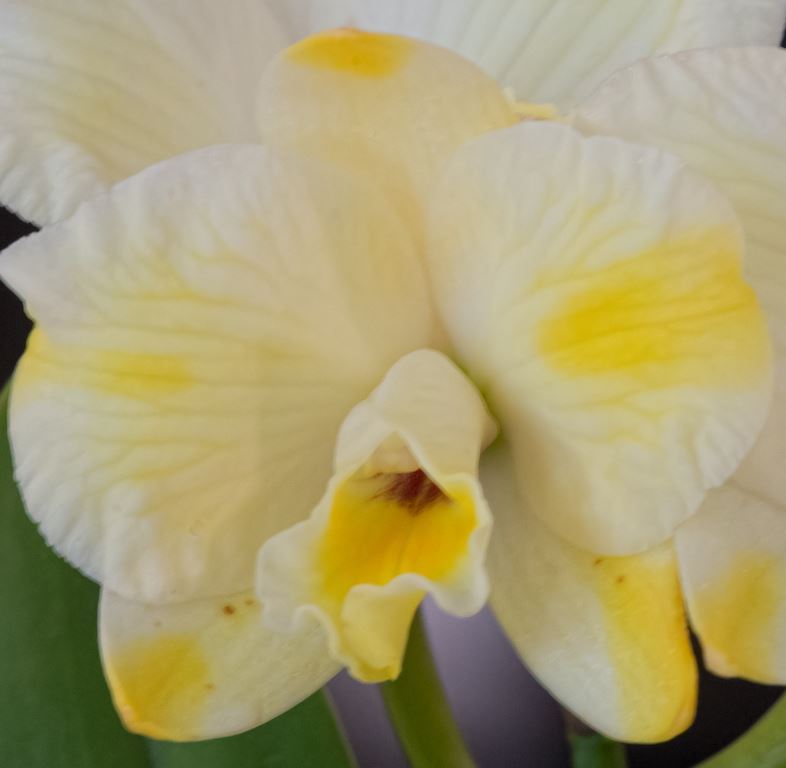 Rth Rosella's Lovely Sunset