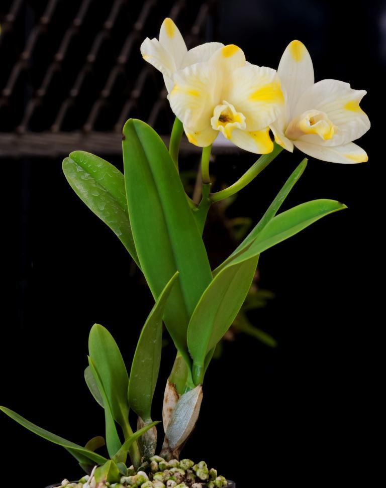 Rhyncattleanthe Rosella's Lovely Sunset - photo 2