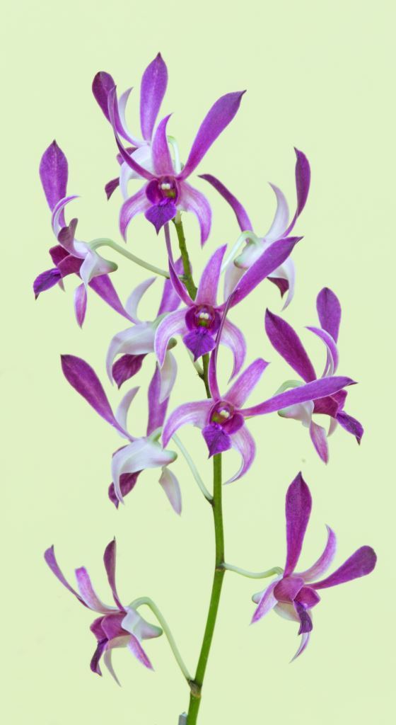 Dendrobium Cunningham - photo 2