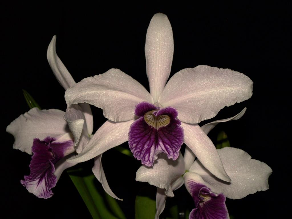 Cattleya purpurata - AM/AOC