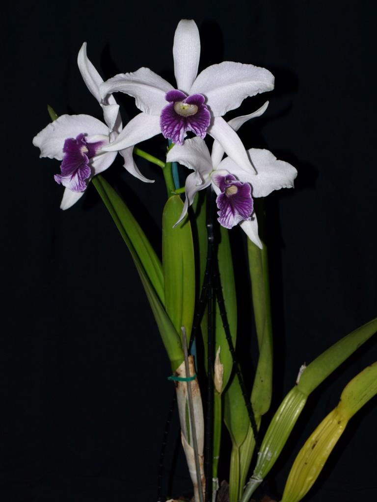 Cattleya purpurata - photo 2