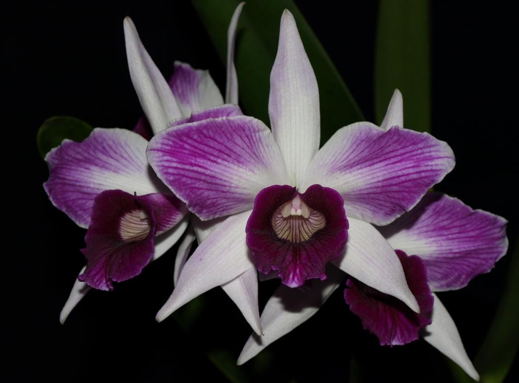 Cattleya purpurata - HCC/AOC