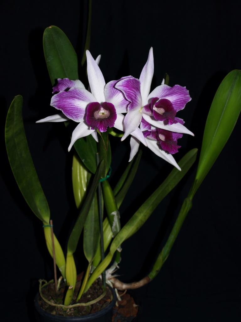 Cattleya purpurata - photo 2