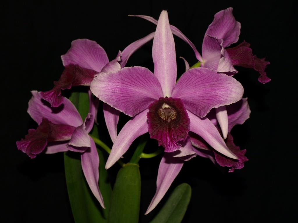 Cattleya purpurata - AM/AOC