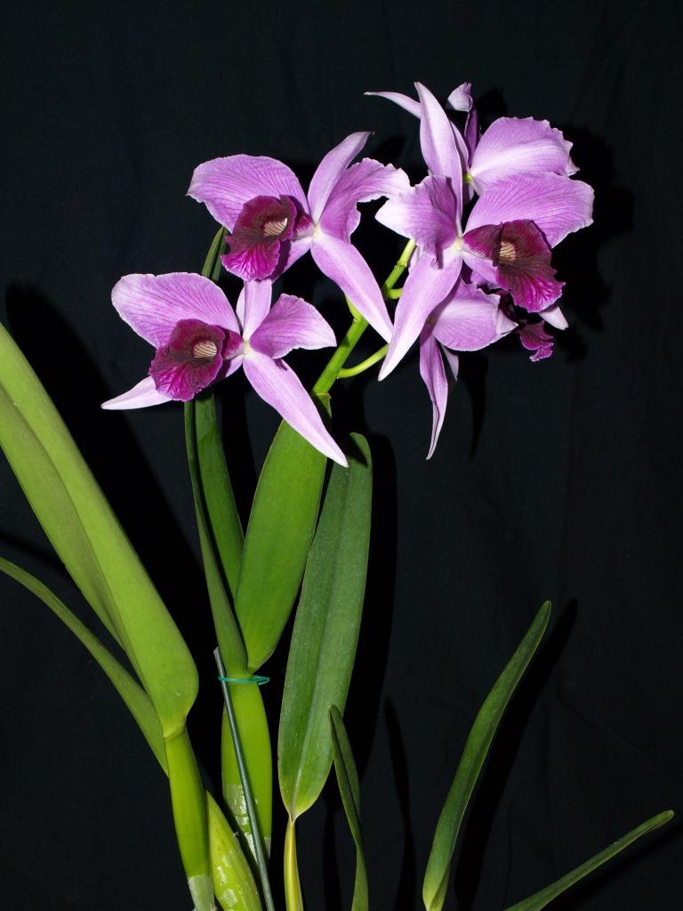 Cattleya purpurata - photo 2