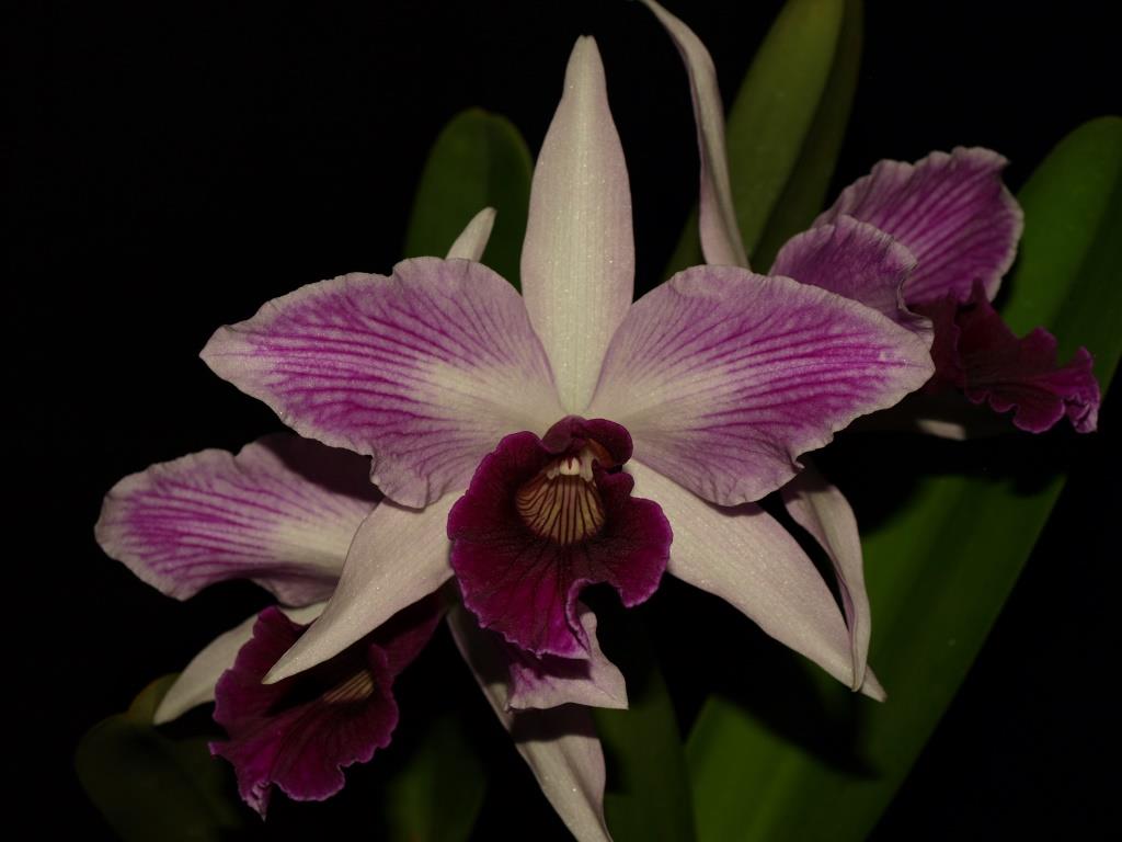 Cattleya purpurata - HCC/AOC