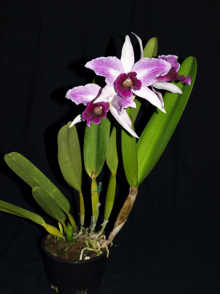 Cattleya purpurata - photo 2