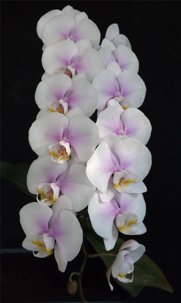 Phalaenopsis Memoria Jorjah Lyn - photo 2