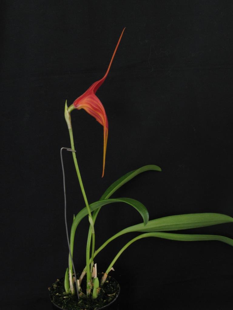 Masdevallia Rein Dancer - photo 2