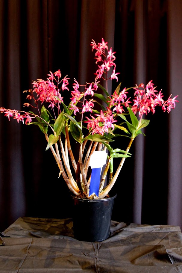 Dendrobium Ray's Spot - photo 2