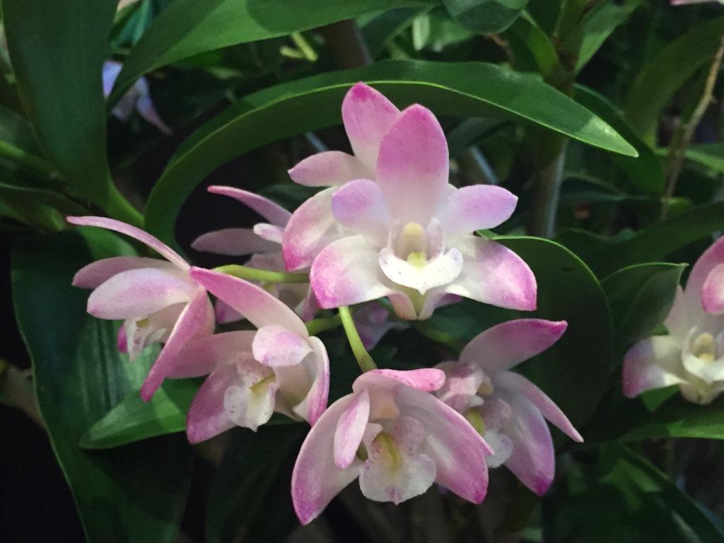 Dendrobium Desert Rose - photo 2