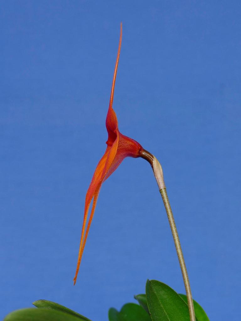 Masdevallia Orinoco - photo 2
