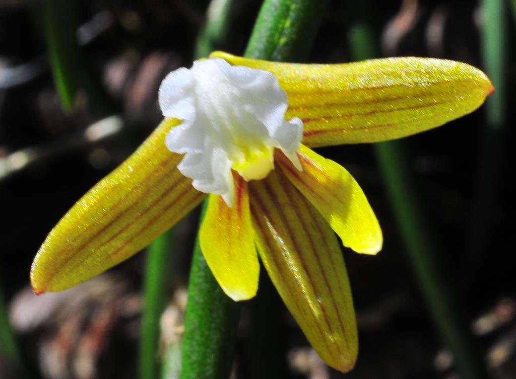 Dendrobium striolatum