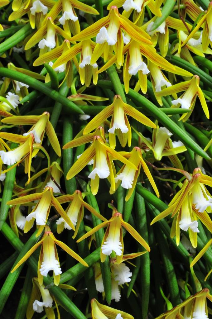 Dendrobium striolatum - photo 2