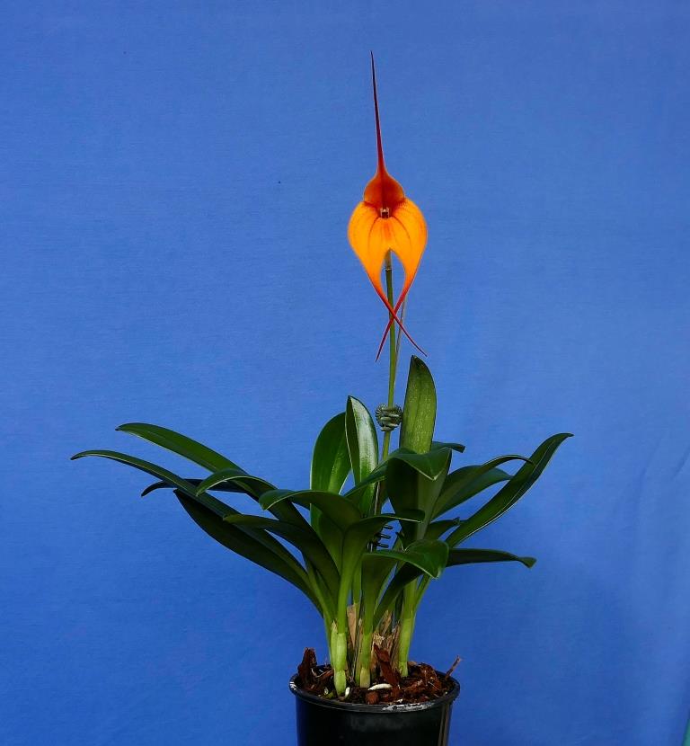 Masdevallia Curacao - photo 2