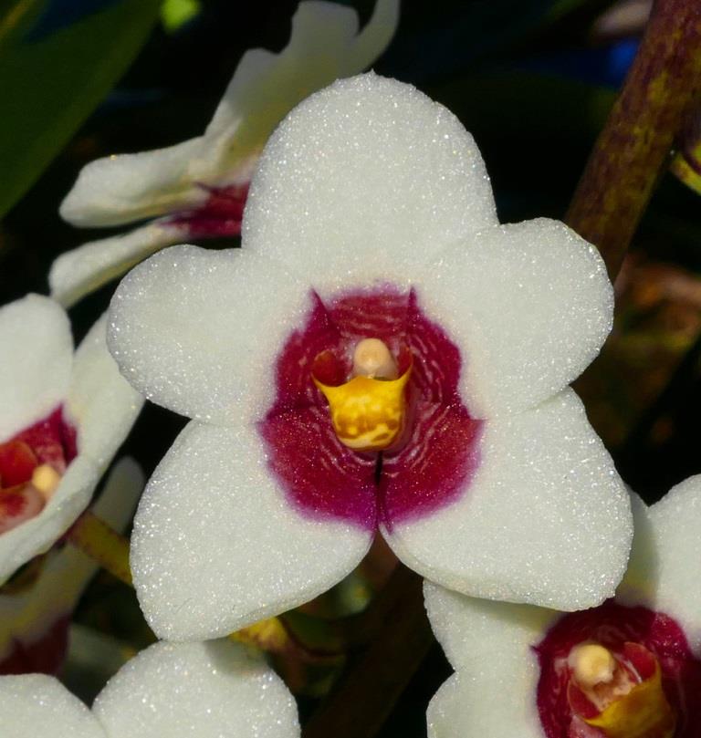 Sarco Nicky's Twin Bees