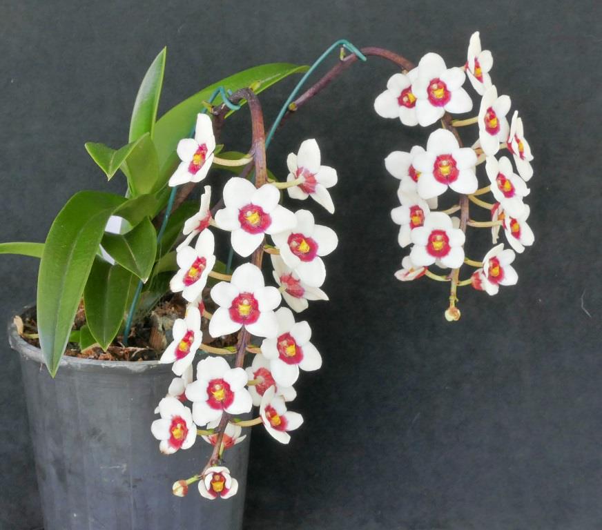 Sarcochilus Nickys Twin Bees - photo 2