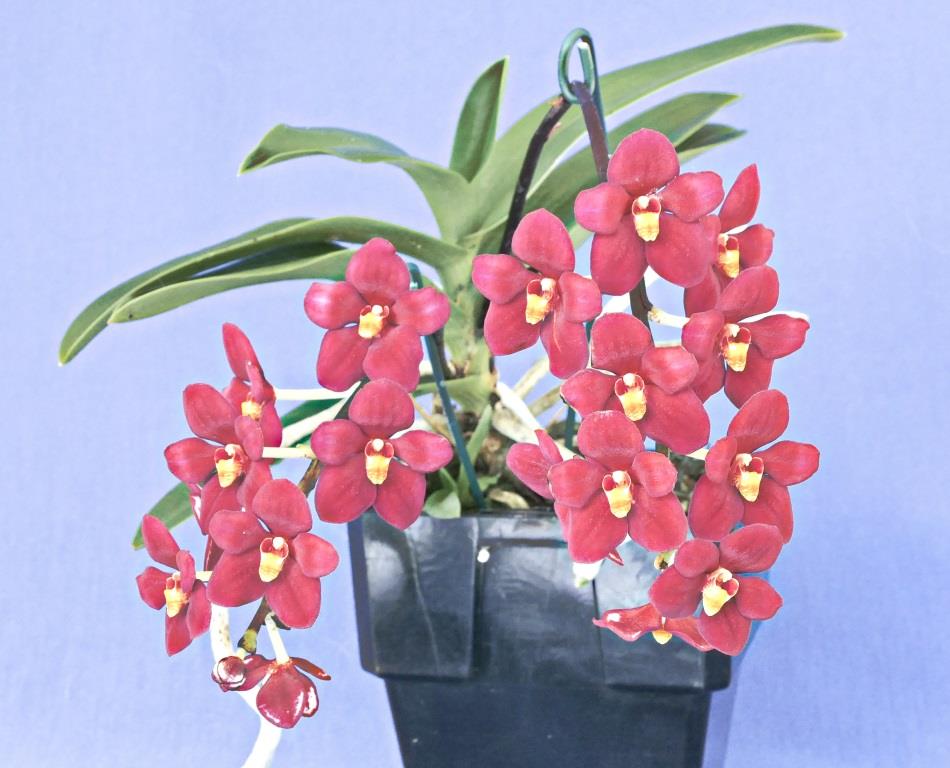 Sarcochilus Allure - photo 2