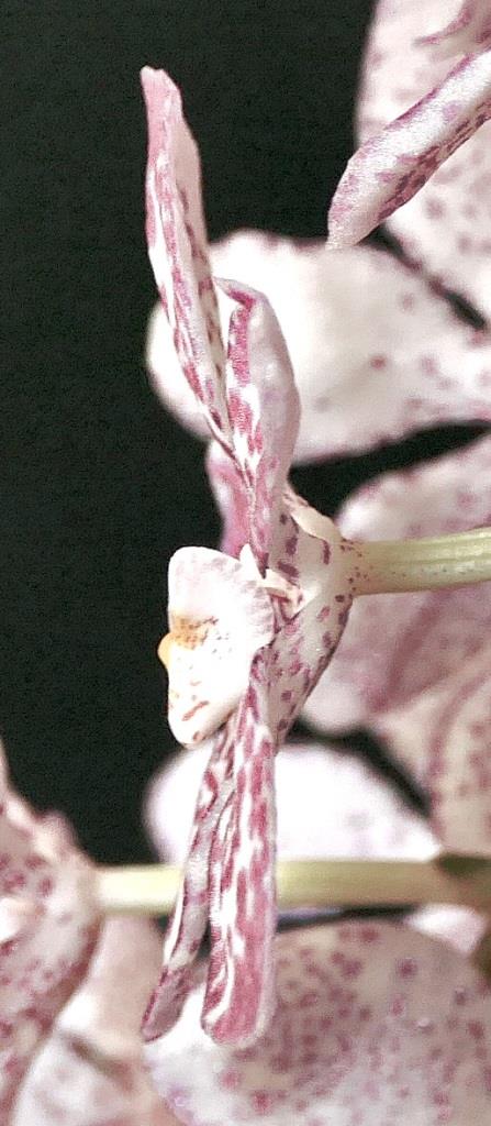Sarcochilus Serenade - photo 2