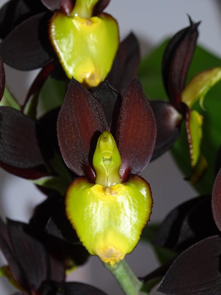Catasetum tenebrosum