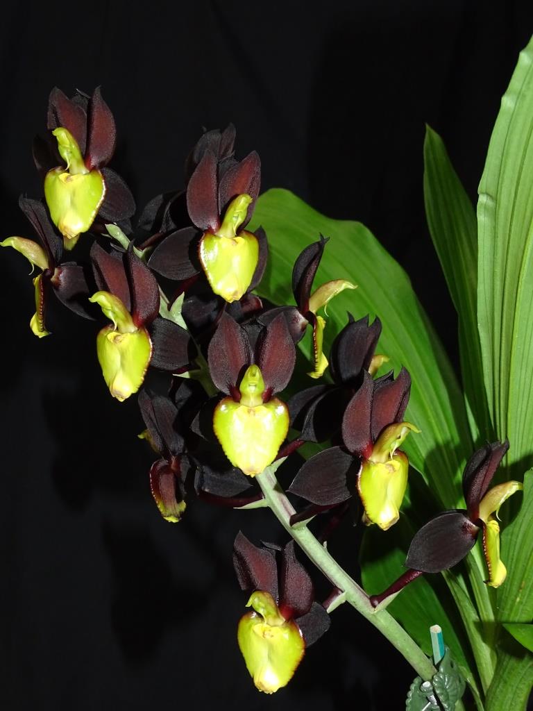Catasetum tenebrosum - photo 2