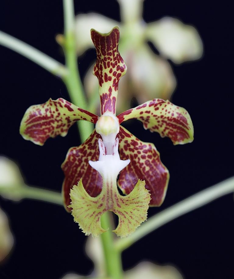 Vanda roeblingana