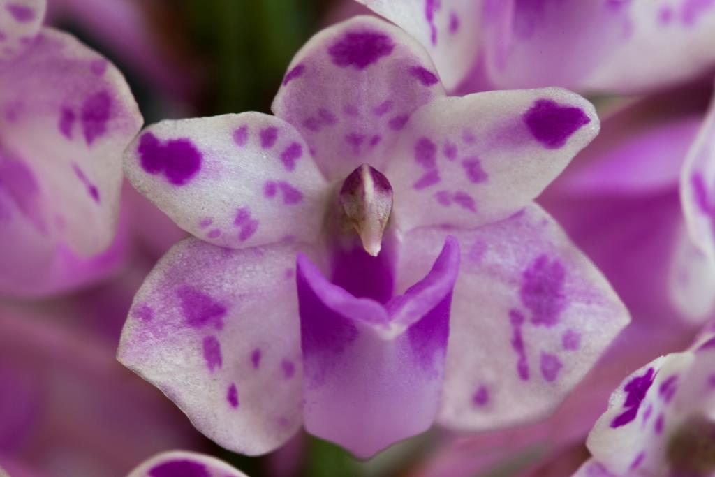 Rhynchostylis retusa