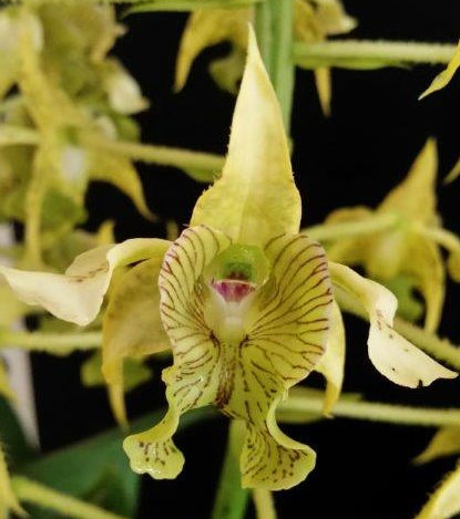 Dendrobium macrophyllum