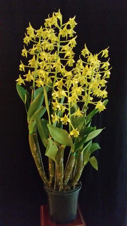 Dendrobium macrophyllum - photo 2