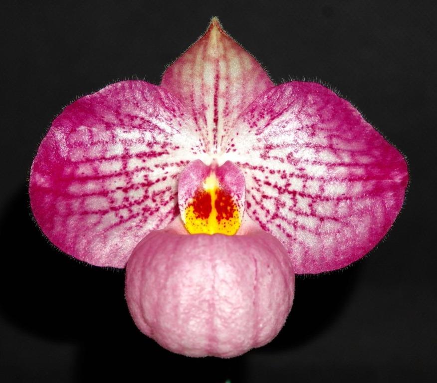Paph Magic Lantern