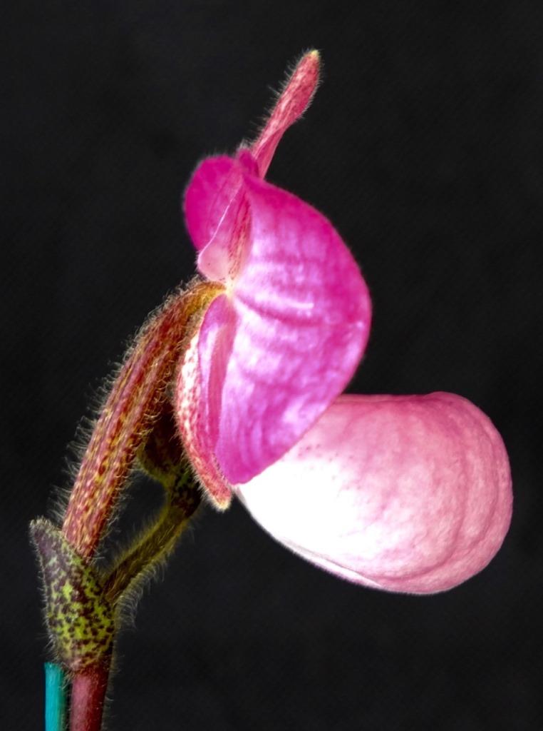 Paphiopedilum Magic Lantern - photo 2