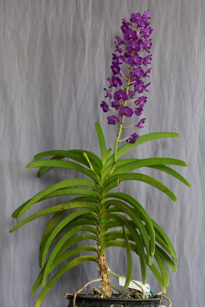 Vanda Pine Rivers - photo 2