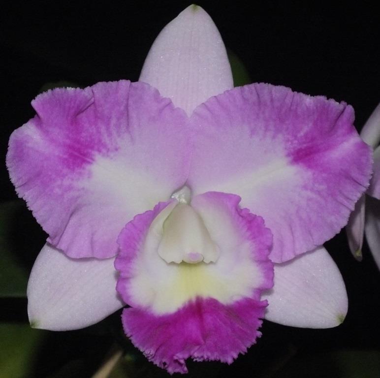 Rlc.Gloria's Charm