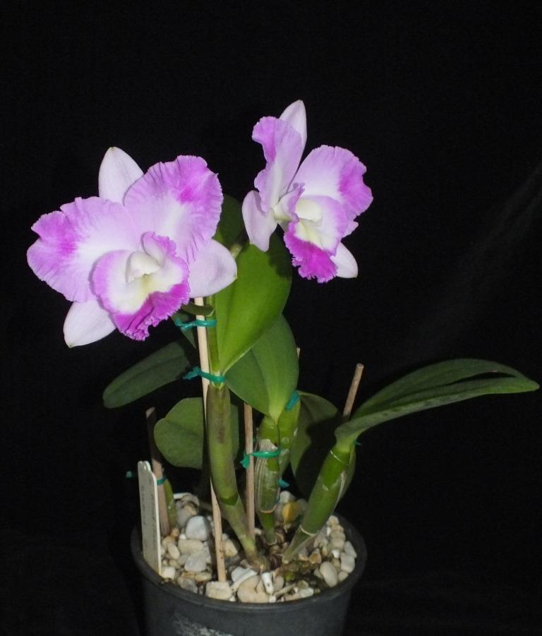 Rlc.Gloria's Charm - photo 2