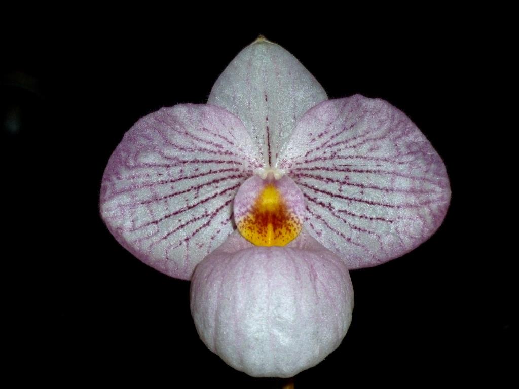 Paph Wyruna Vietnam Magic